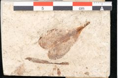 Foto (Detailansicht) von Sapotacites minor Ettingshausen (NHMW-GEO-2024-0188-8169)